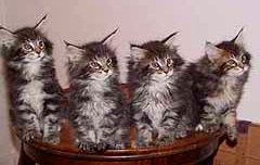 Fyra långhåriga kattungar i en skål som alla tittar på något utanför bild